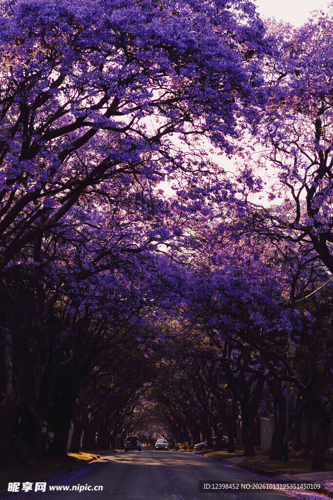 樱花小路