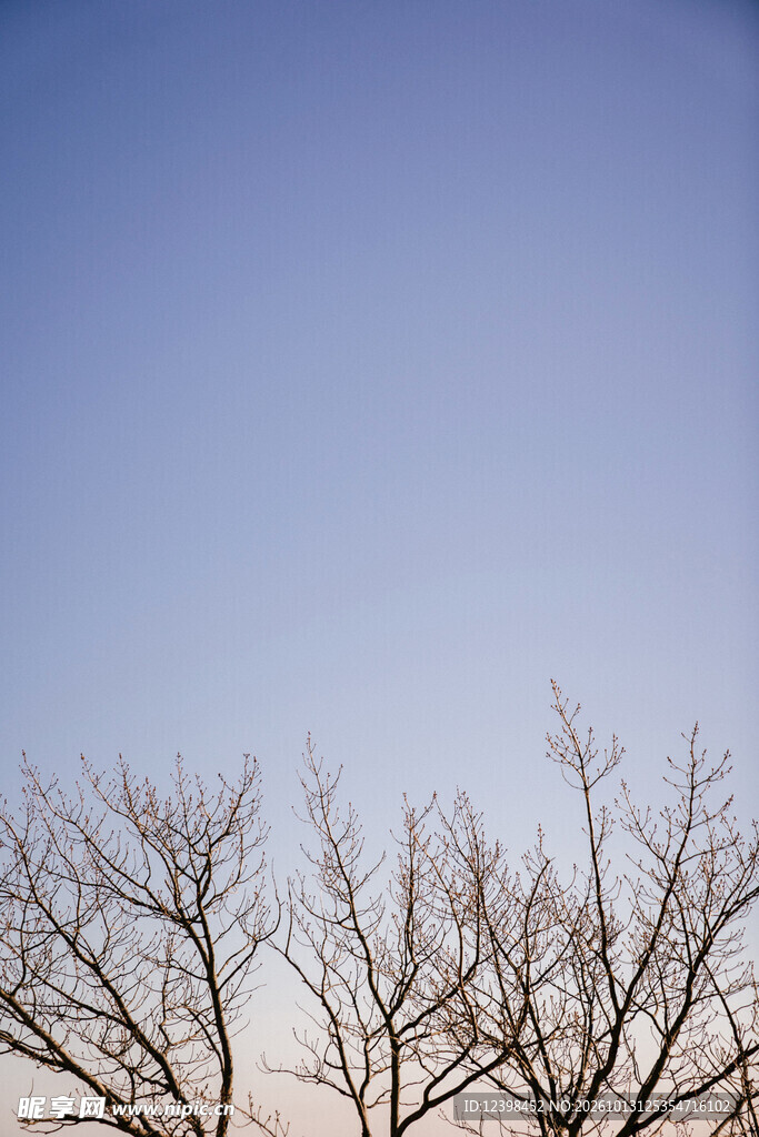 枯树枝