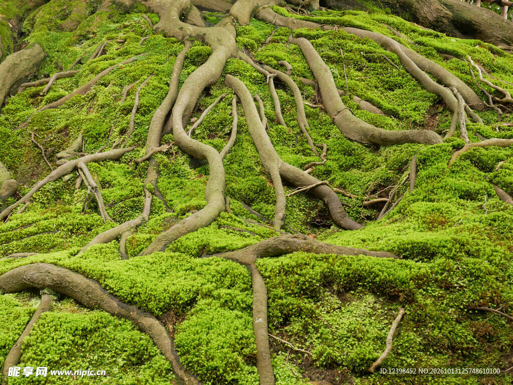 苔藓树根