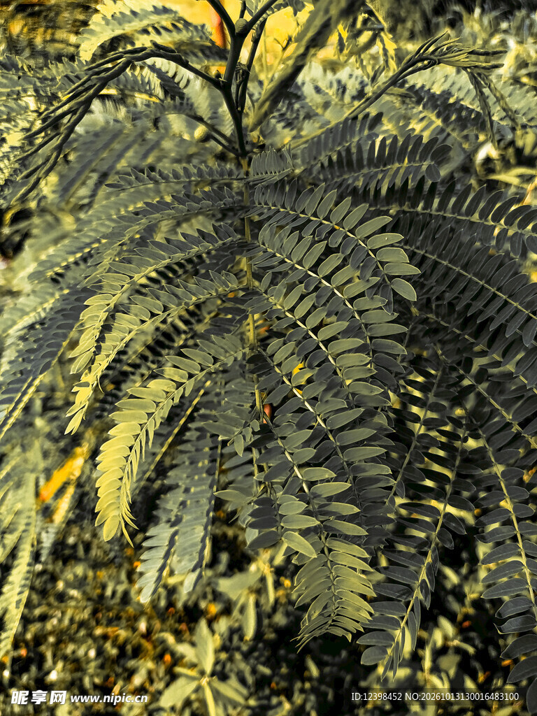 蕨类植物