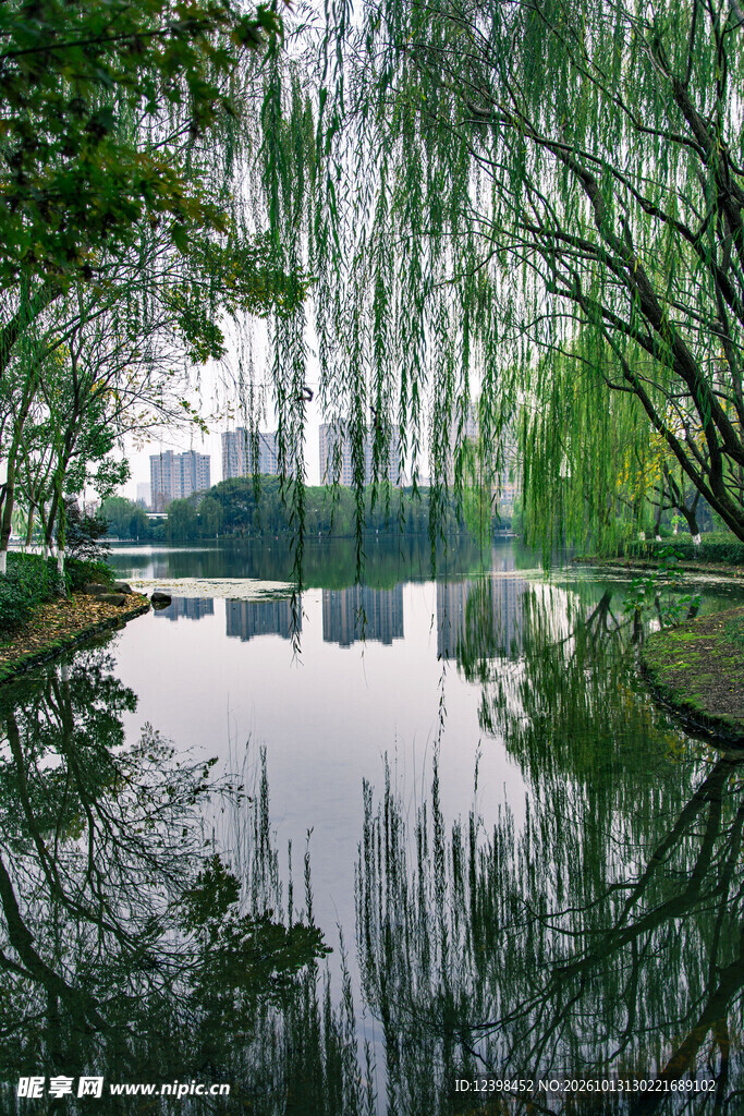 湖畔绿树