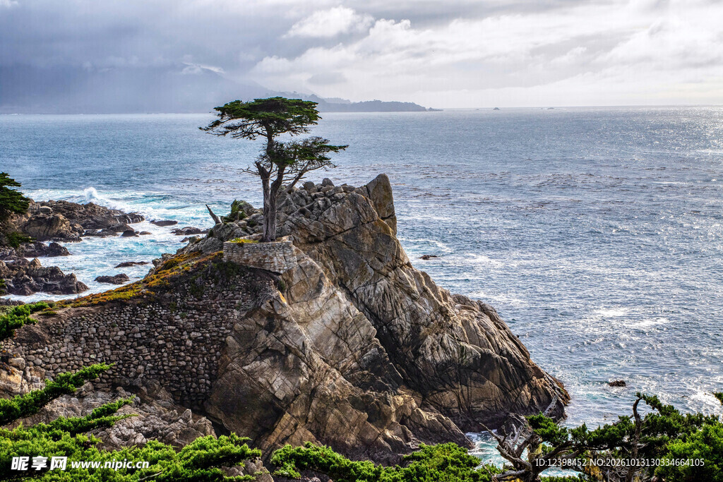 海岸孤松