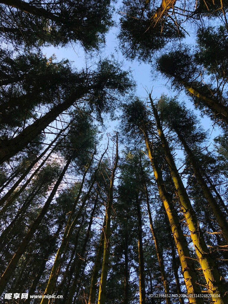 树林天空