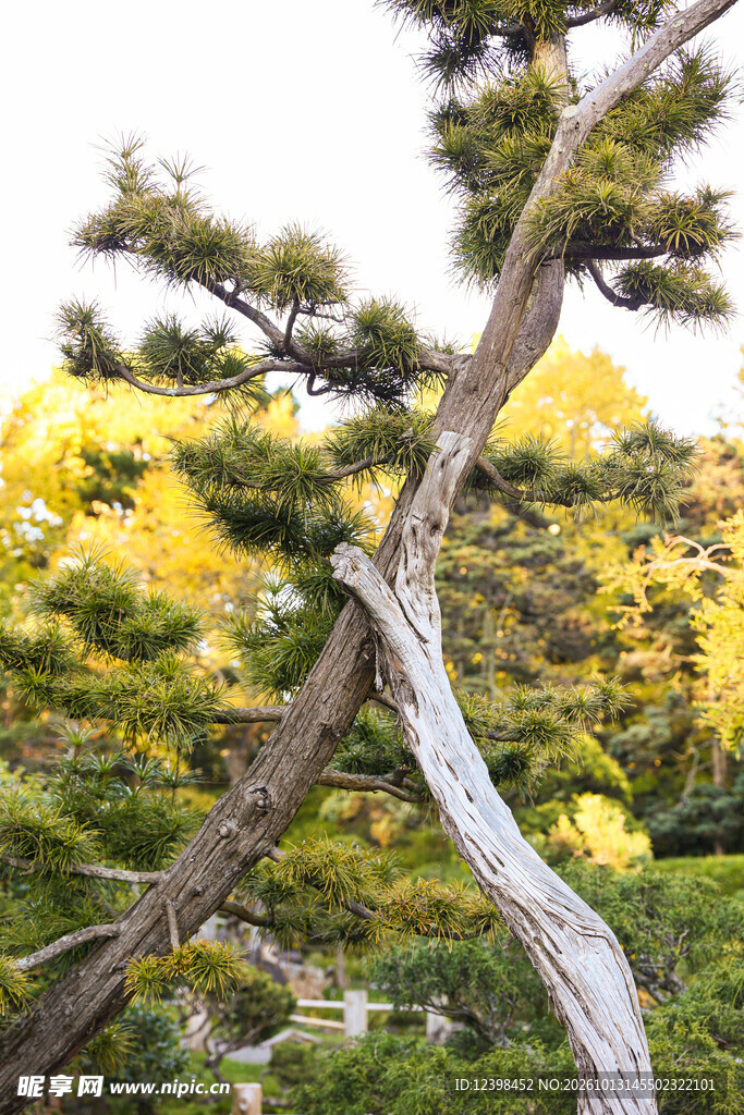 造型松树