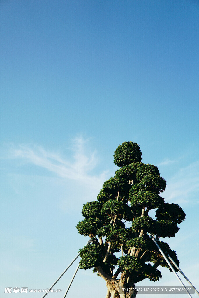 景观树