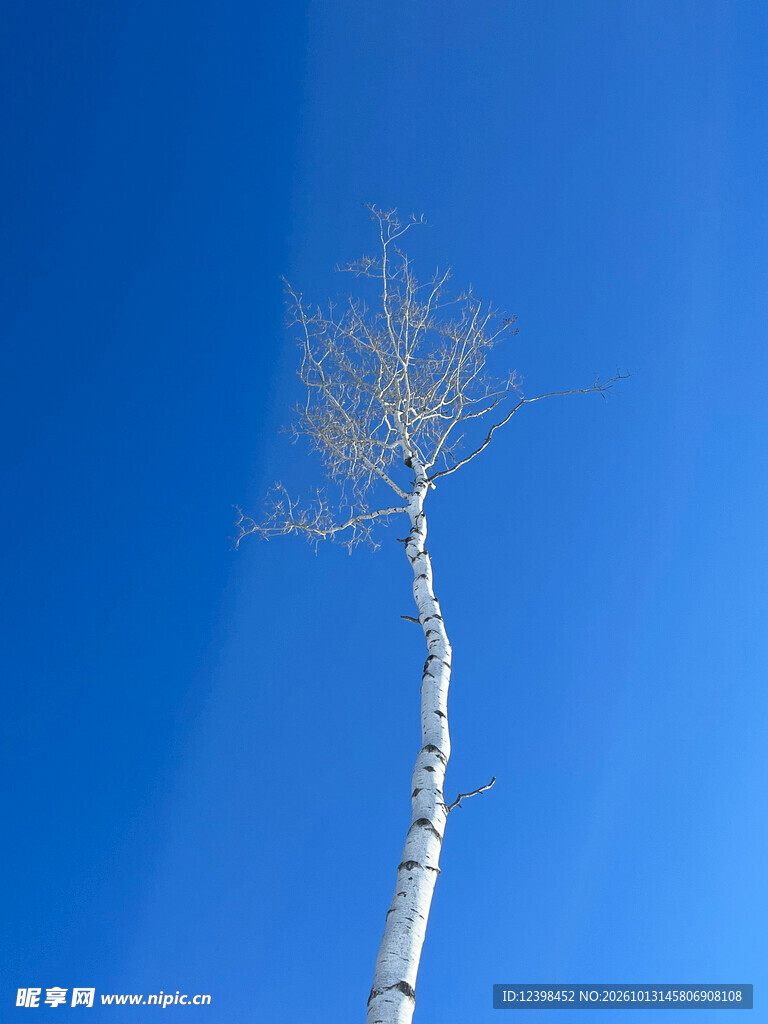 白桦树