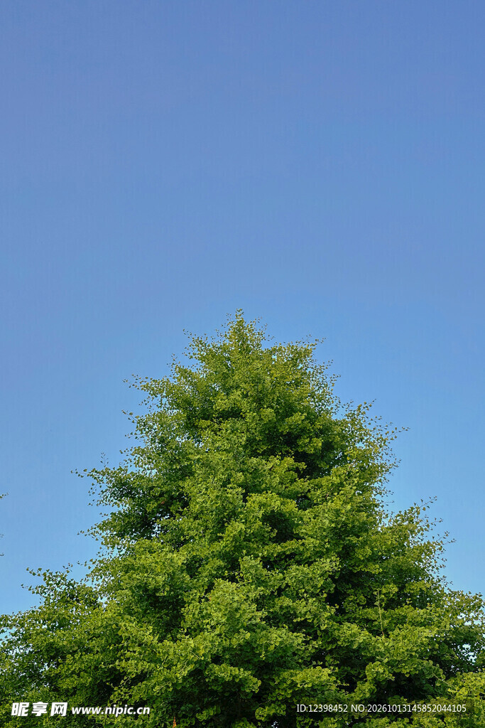 翠绿树木