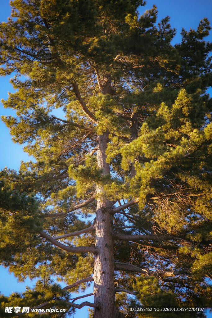 高大松树