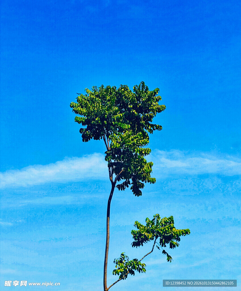独立小树