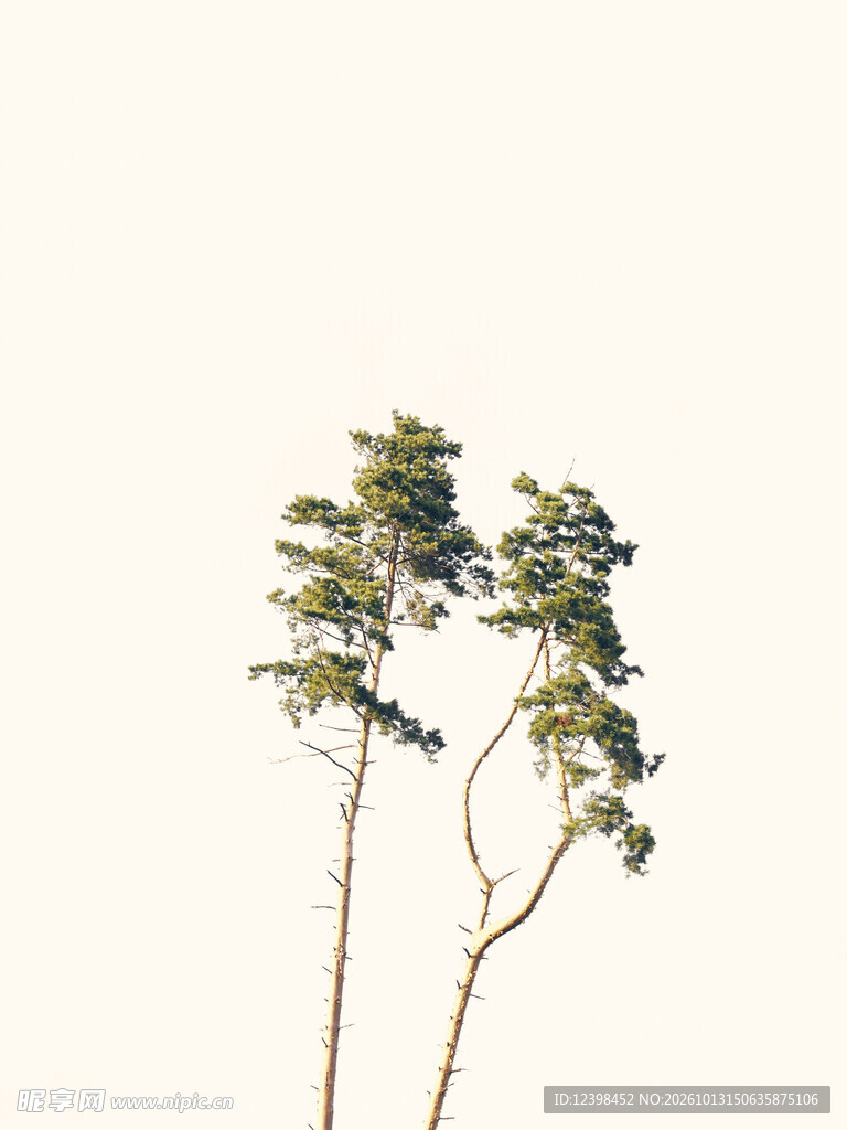 小树绿植