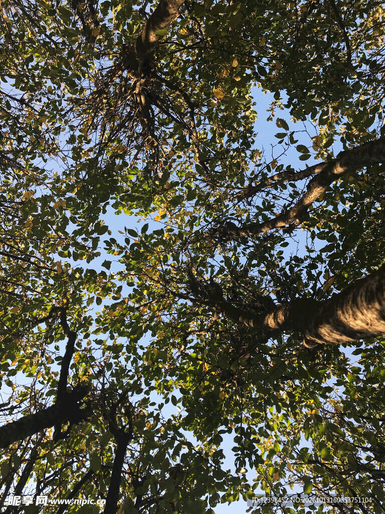 枝叶蓝天