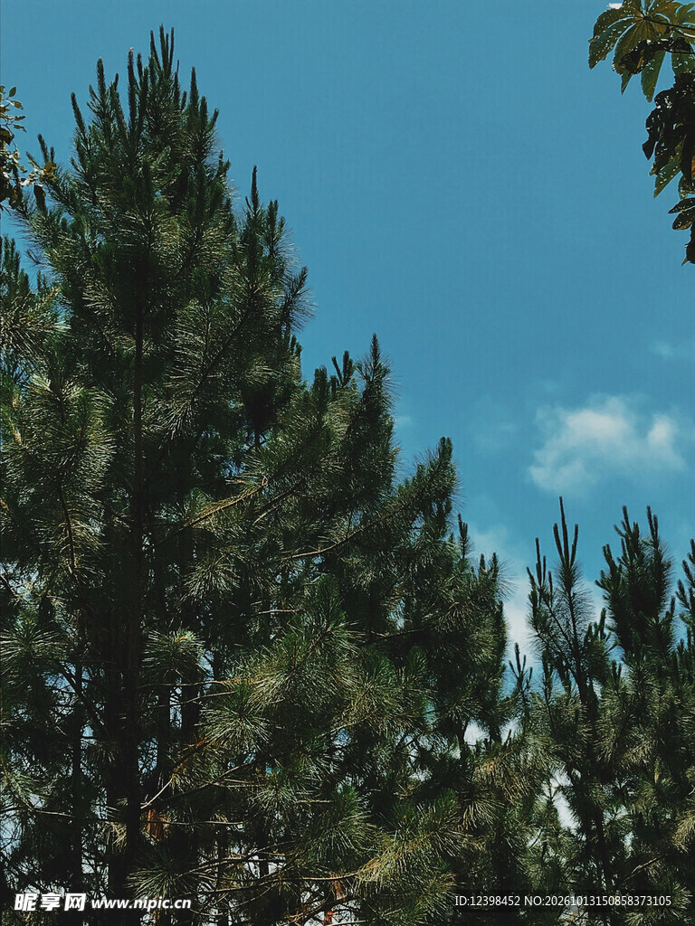 翠柏树林