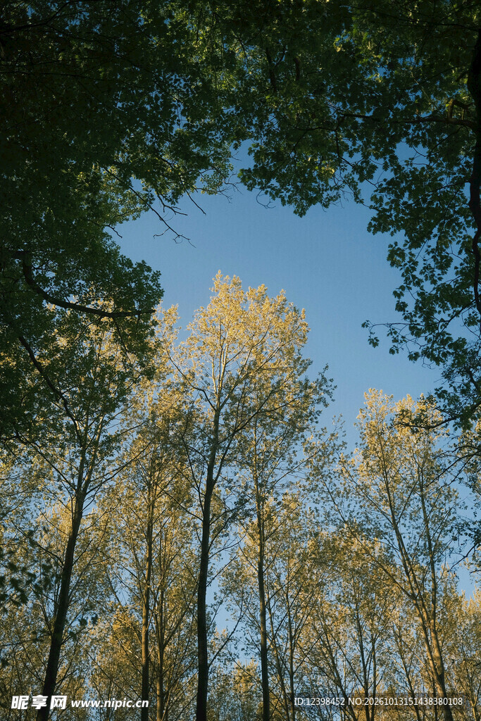 林间蓝天
