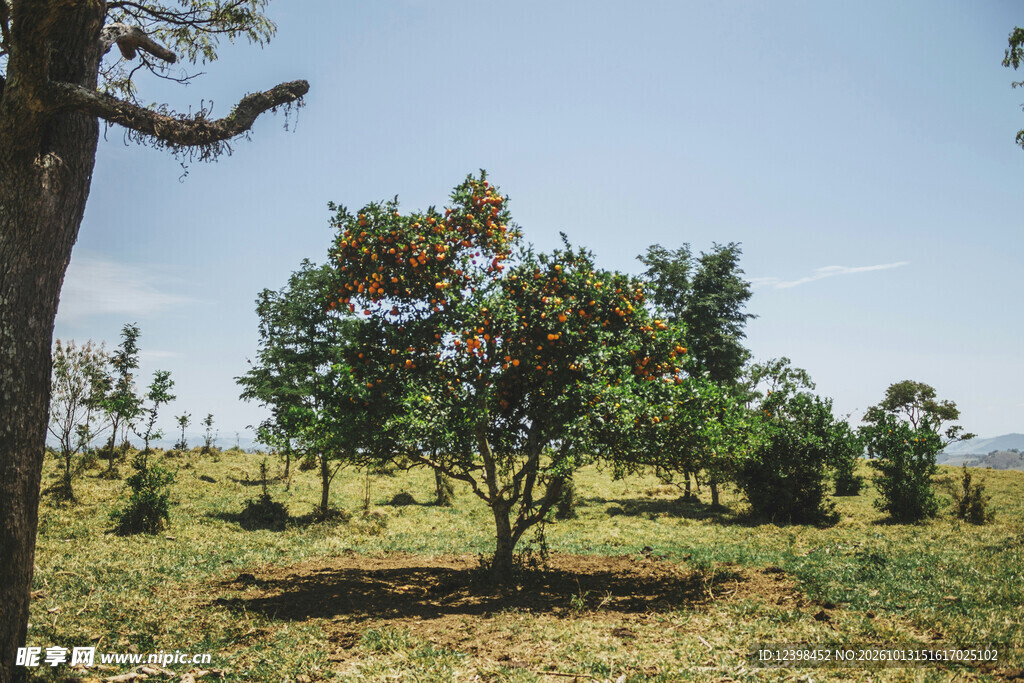 稀树草原