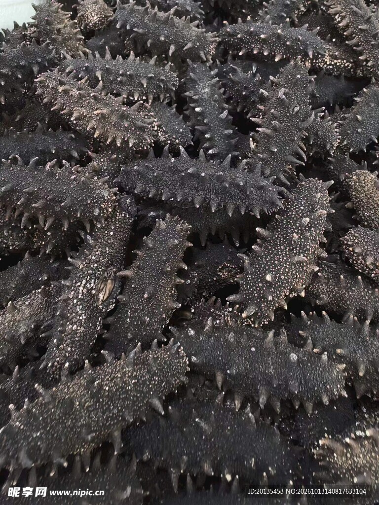 海参
