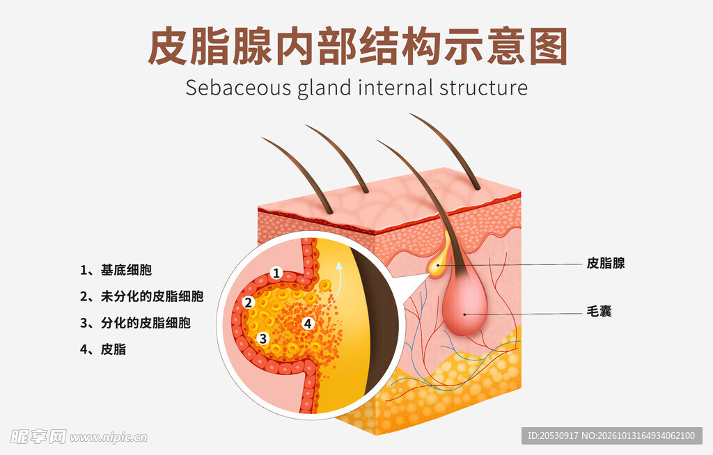 皮脂腺内部结构示意图