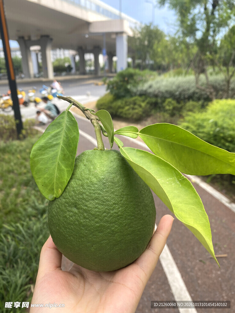 青柚