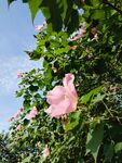 蓝天映衬粉色花簇芙蓉花