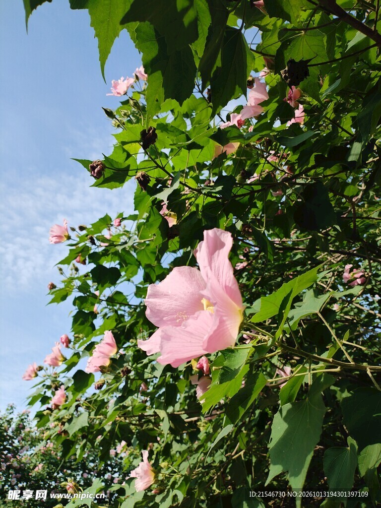 蓝天映衬粉色花簇芙蓉花