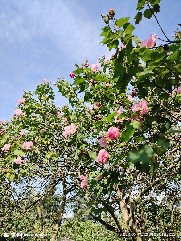 蓝天映衬下的木芙蓉