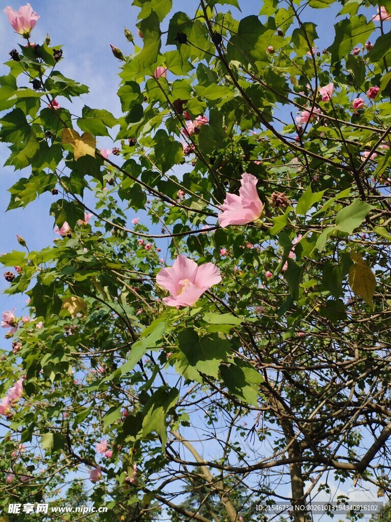 粉花绿树映蓝天芙蓉花