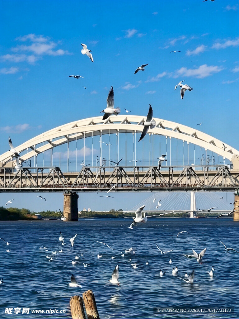 江桥晴空群鸥飞舞
