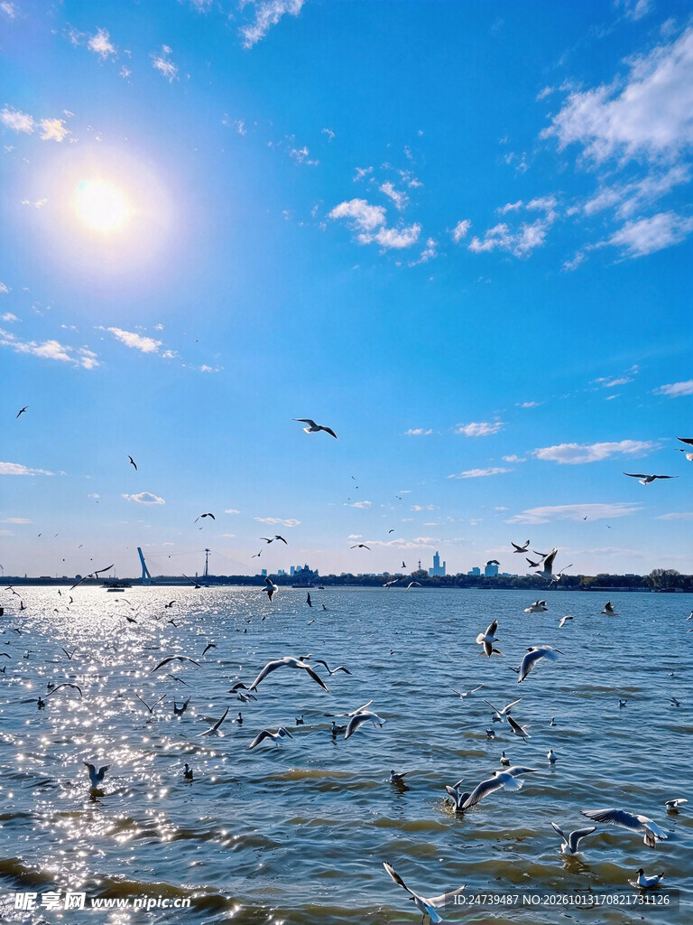 晴日湖面飞鸟风光