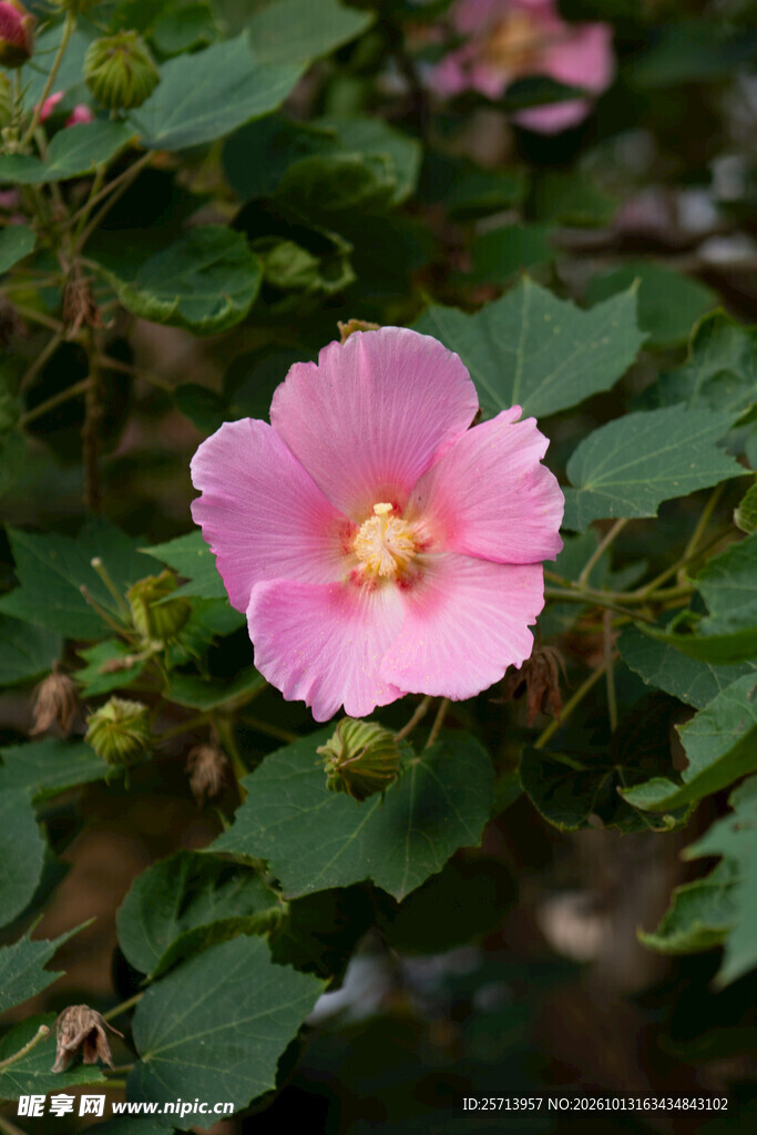 粉色清新木芙蓉花卉特写