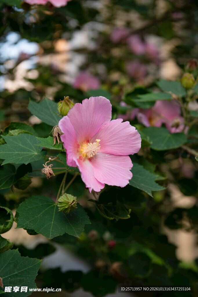 粉色芙蓉花特写