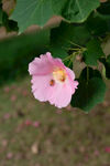 粉色木芙蓉花