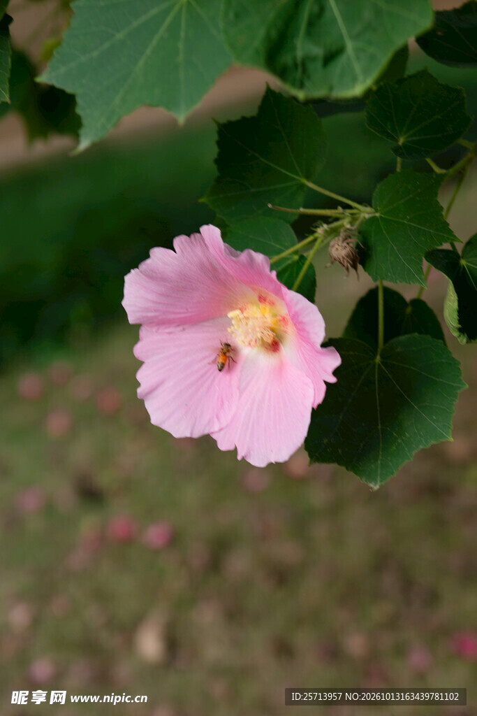 粉色木芙蓉花