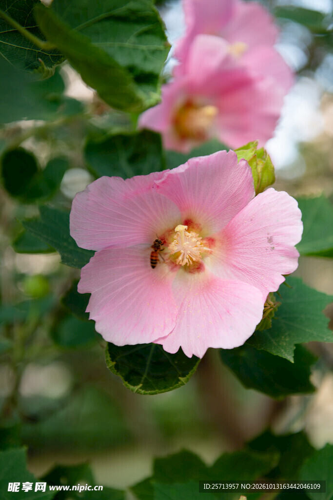 粉色木芙蓉特写