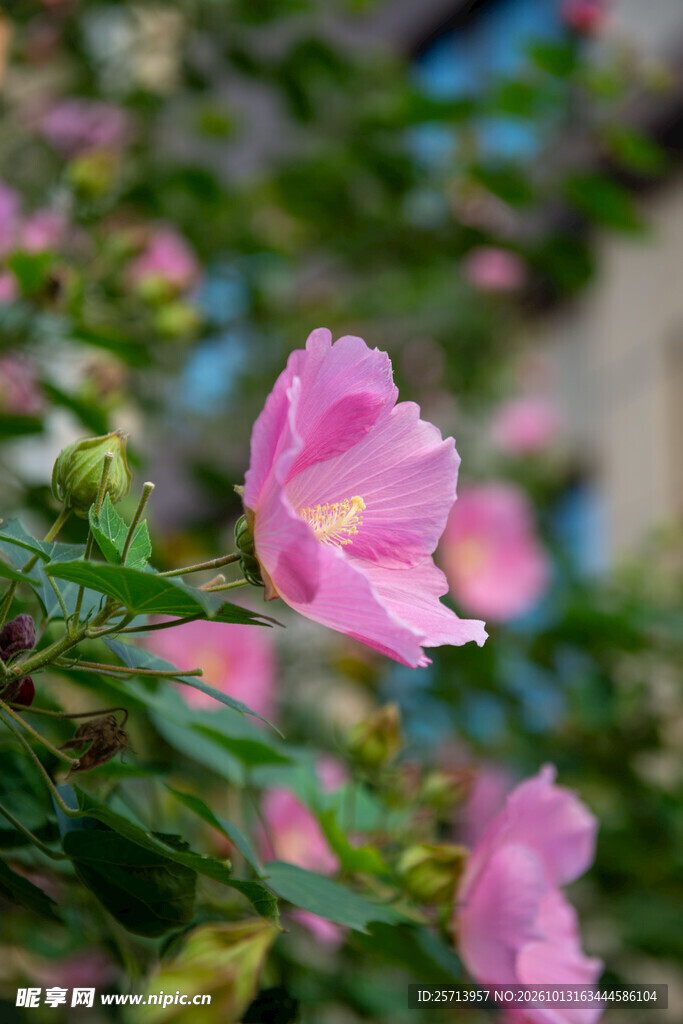 淡粉木芙蓉清新特写