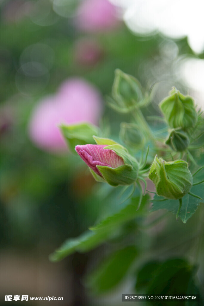 待放的粉色木芙蓉花苞