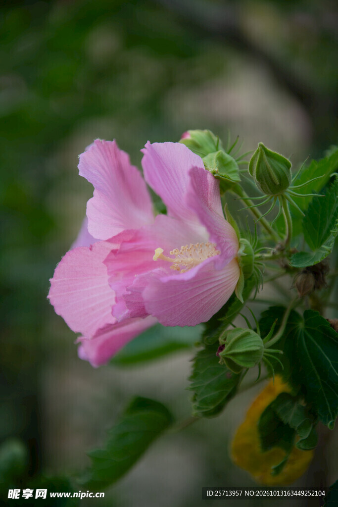 粉色木芙蓉特写