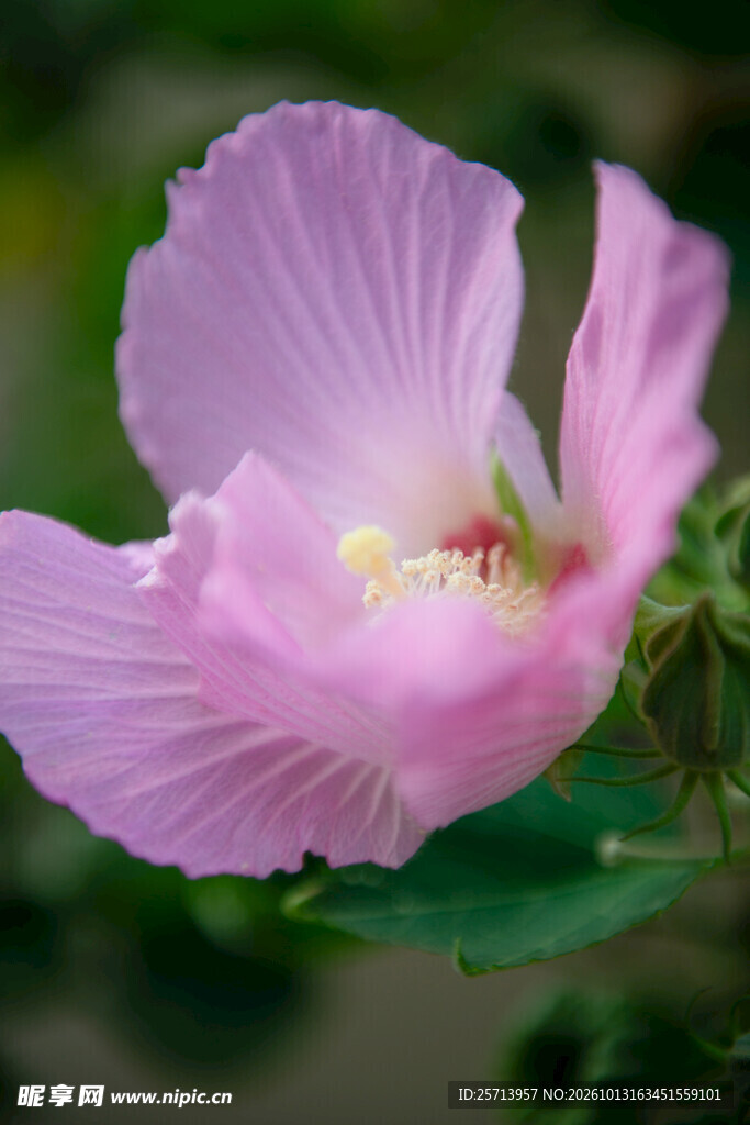 粉色木芙蓉花朵特写