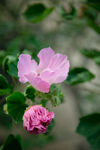 柔焦粉色木芙蓉