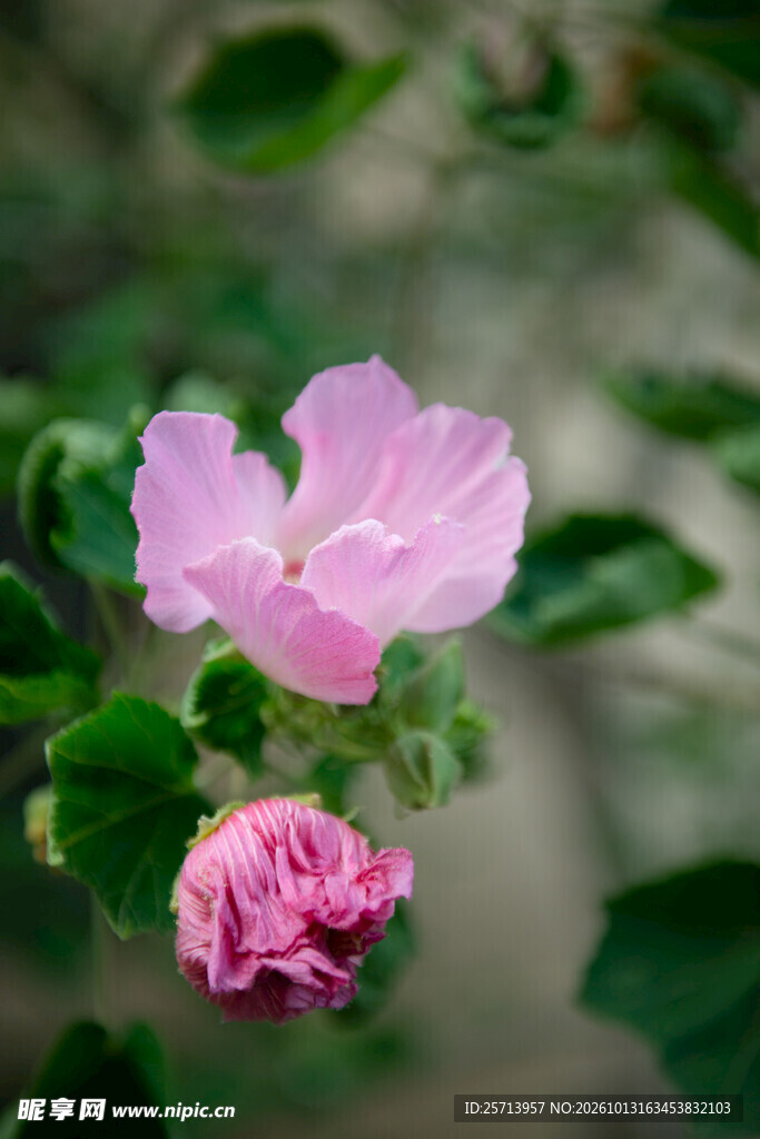 柔焦粉色木芙蓉