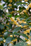 金桂花开满枝头