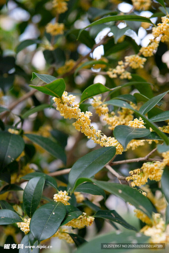 金桂花开满枝头