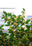 桂花绿植特写