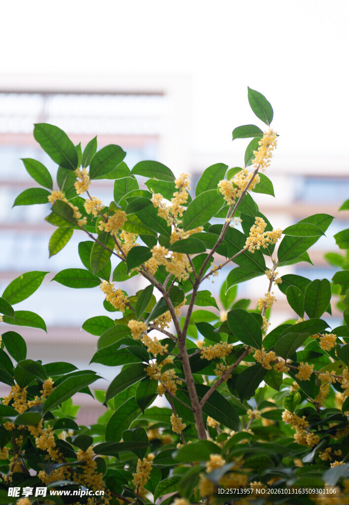 桂花绿植特写
