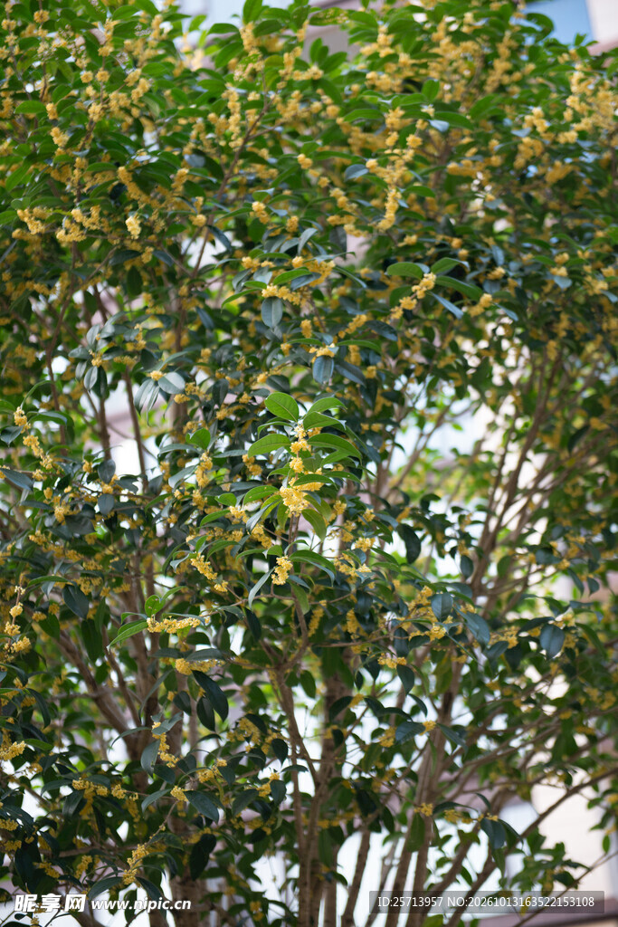桂花树