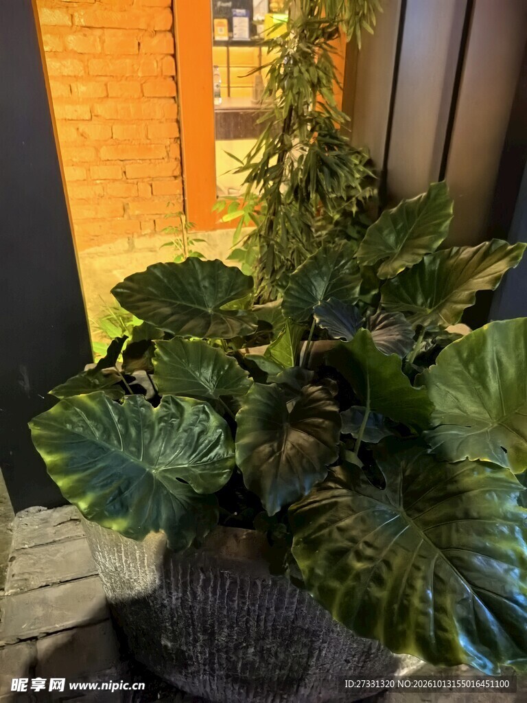 窗边观叶绿植盆栽