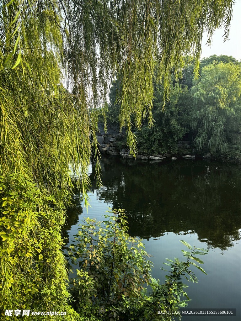 垂柳映湖自然美景
