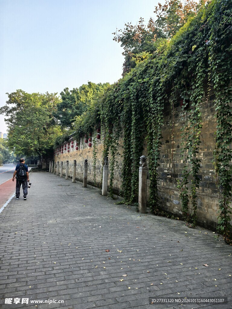 爬满青藤的围墙步道