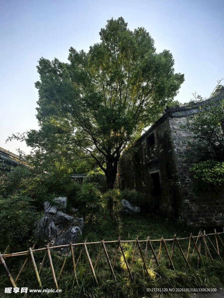 郊野老树旧石屋
