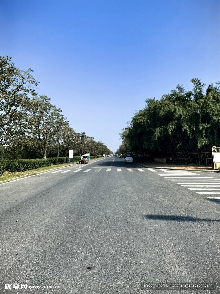晴朗林荫公路风景