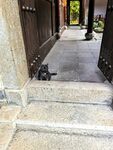 古宅门槛边的小黑猫