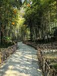 林间清幽步道风光